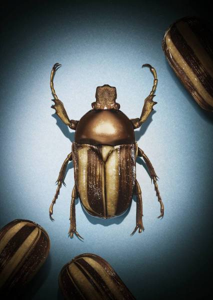 Photograph Ian Oliver Walsh Humbug on One Eyeland